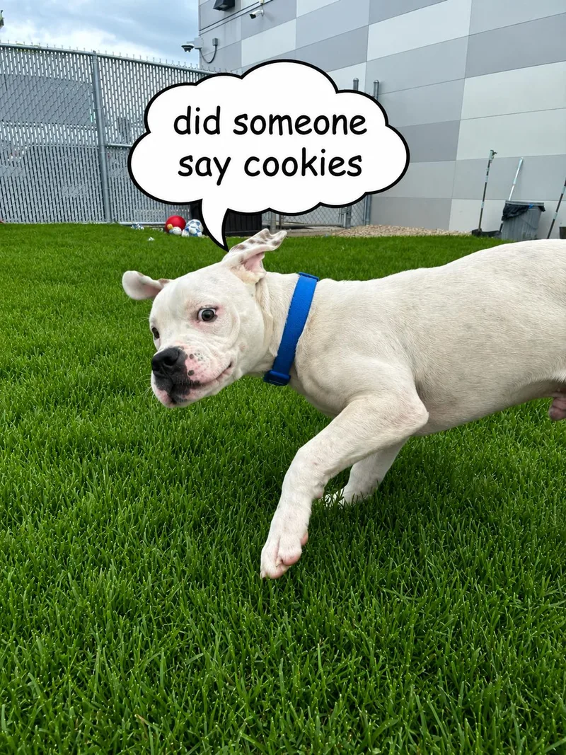 A young large-sized male White / Cream American Bulldog dog named Enzo for adoption in Joliet, IL