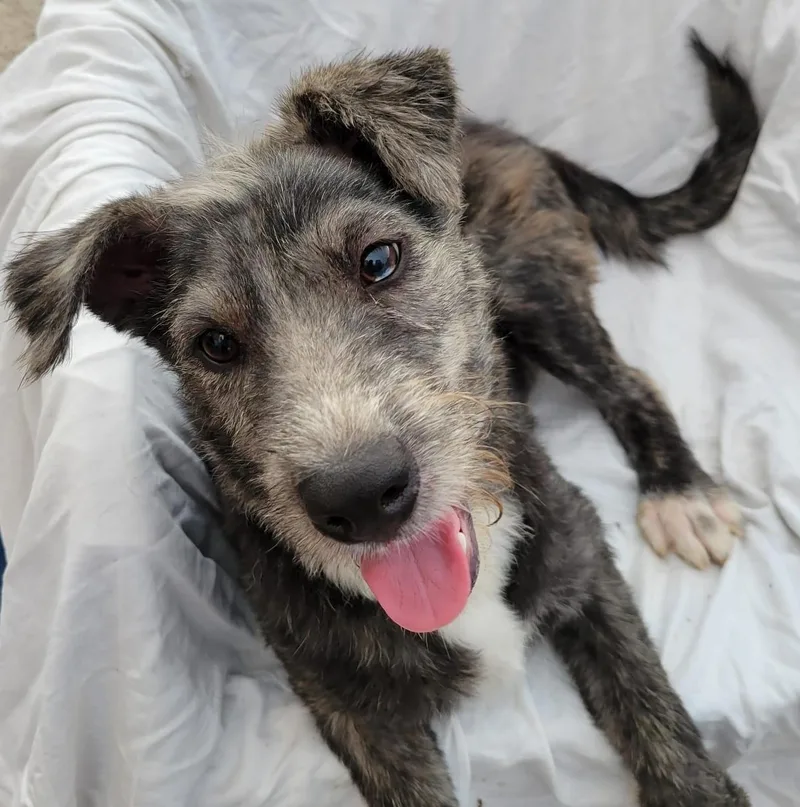 A baby small-sized female Gray / Blue / Silver Terrier dog named Malva for adoption in Sherwood, OR