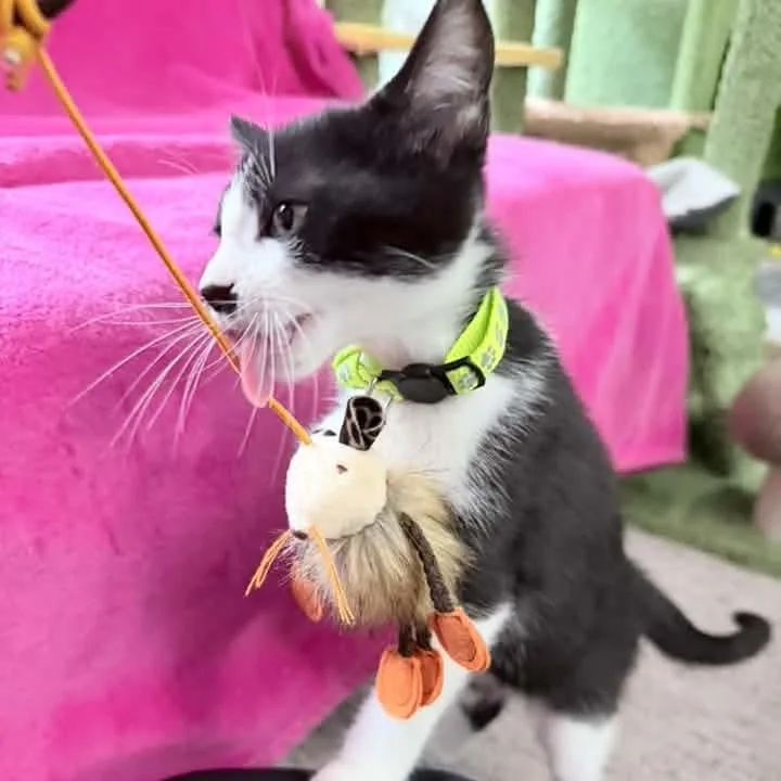 A baby medium-sized female Black & White / Tuxedo Tuxedo cat named Minerva for adoption in Kentwood, MI