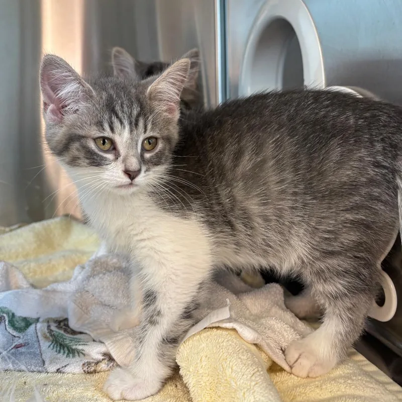 A baby small-sized male Gray / Blue / Silver Domestic Short Hair cat named Lucky for adoption in Washington Township, OH