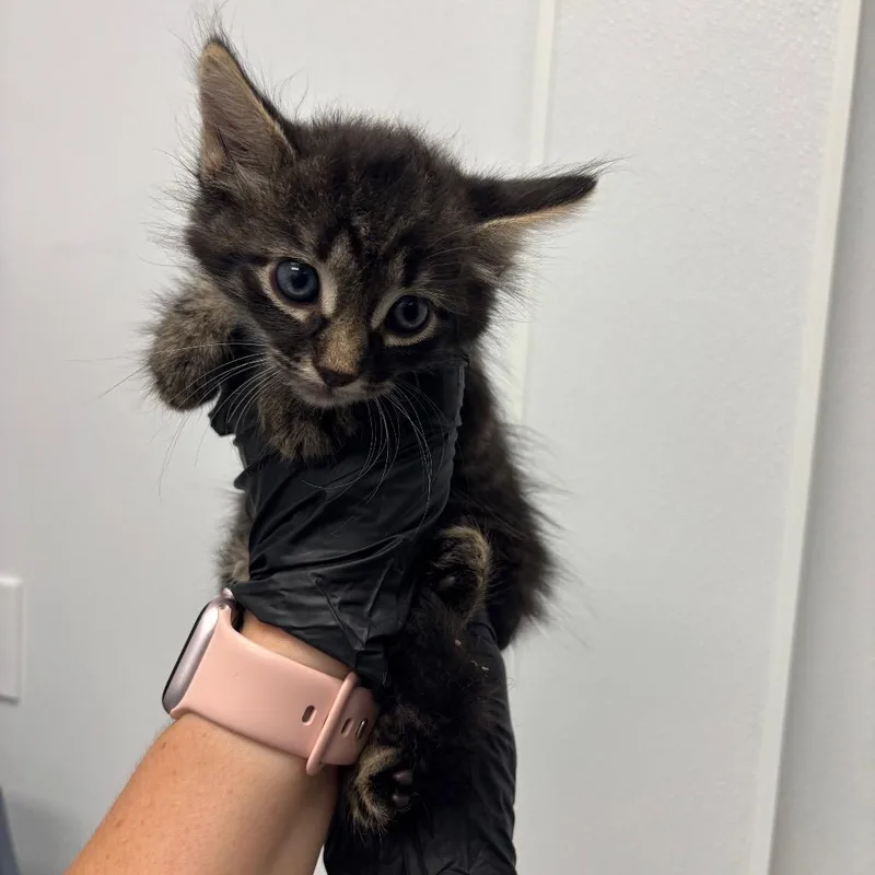 A baby small-sized female Brown / Chocolate Domestic Long Hair cat named Sammy for adoption in Abilene, TX