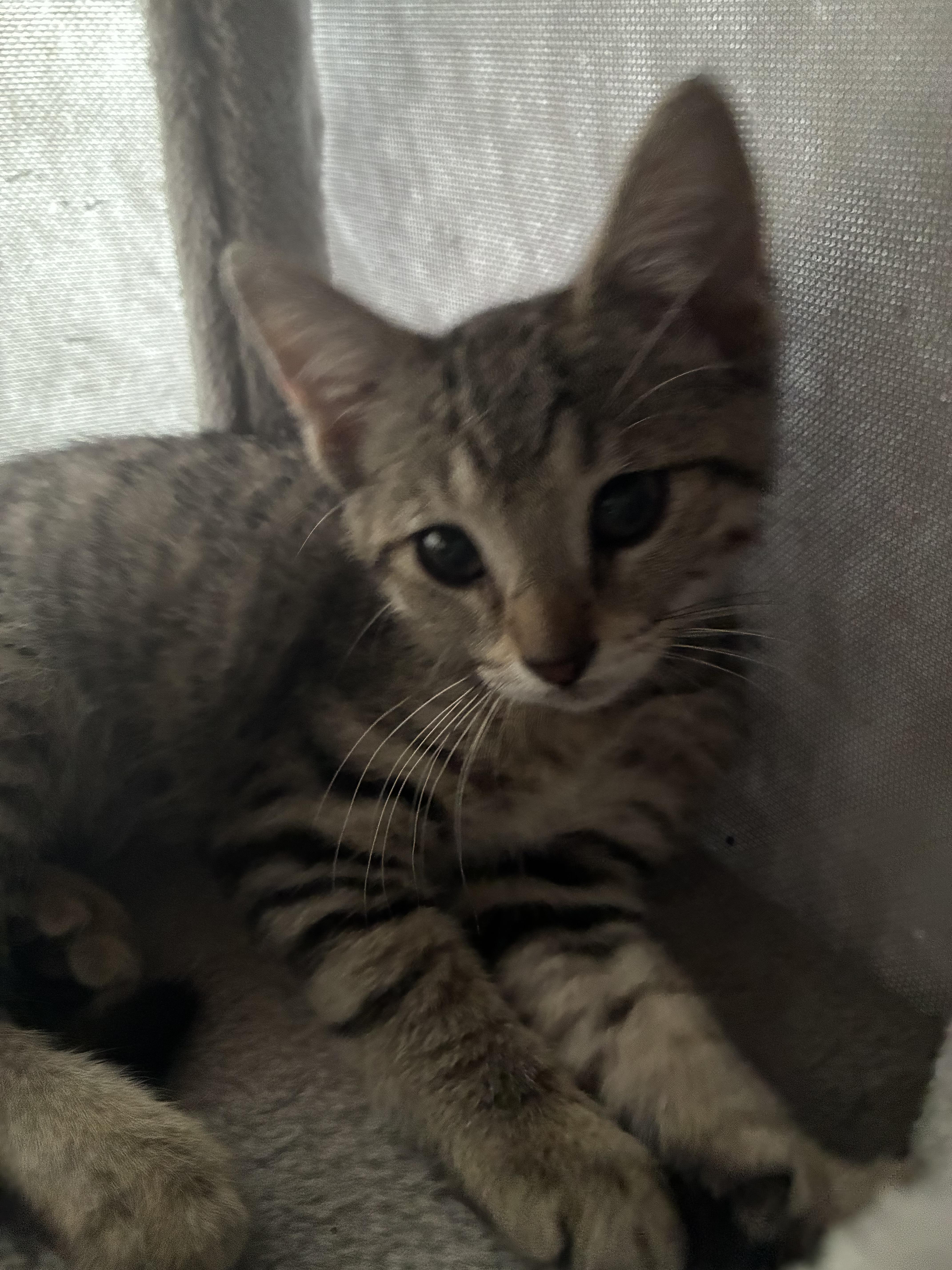 A baby small-sized female Tabby (Brown / Chocolate) Domestic Short Hair cat named Indie for adoption in Pittsburgh, PA