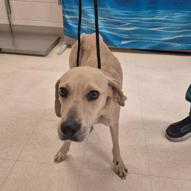An adult medium-sized female Yellow / Tan / Blond / Fawn Mixed Breed dog named Dolly "parton" for adoption in Lake Panasoffkee, FL