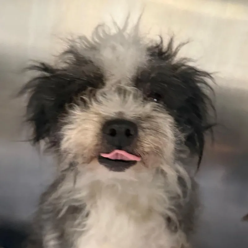A senior small-sized female Gray / Blue / Silver Miniature Poodle dog named Gemma for adoption in Jacksonville, AR