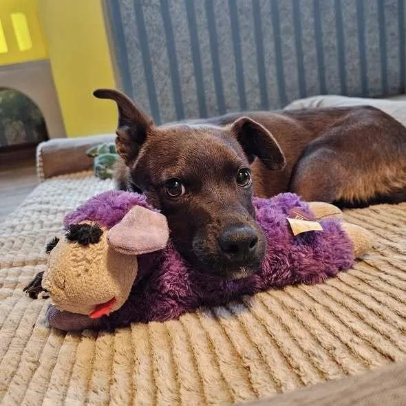 Marlon Brandog thumbnail 2