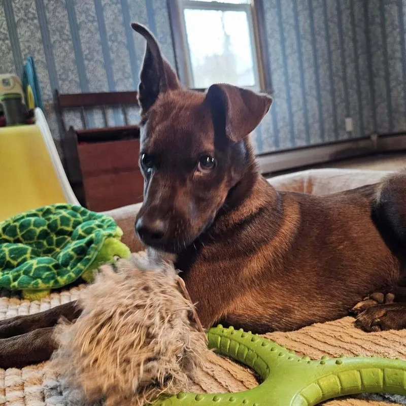 Marlon Brandog thumbnail 3