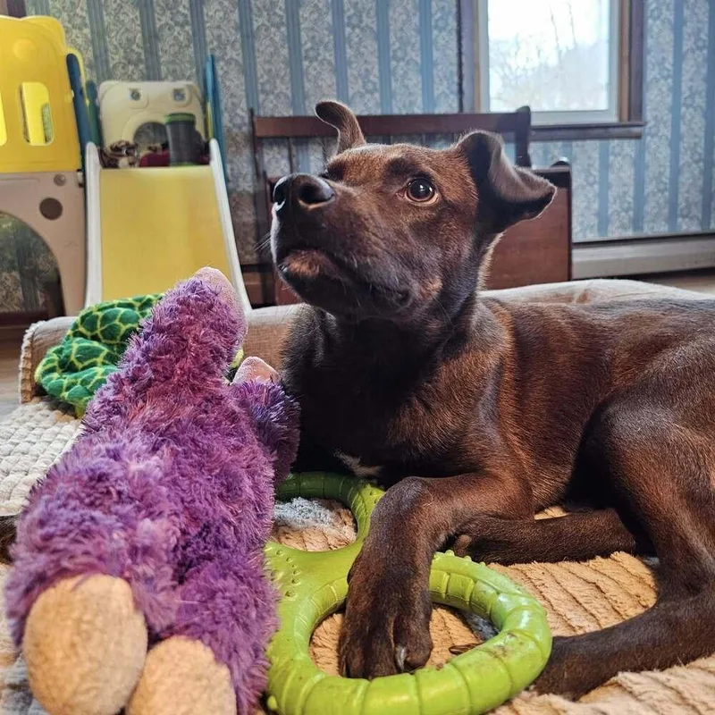 Marlon Brandog thumbnail 4