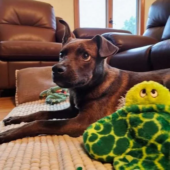 Marlon Brandog thumbnail 6