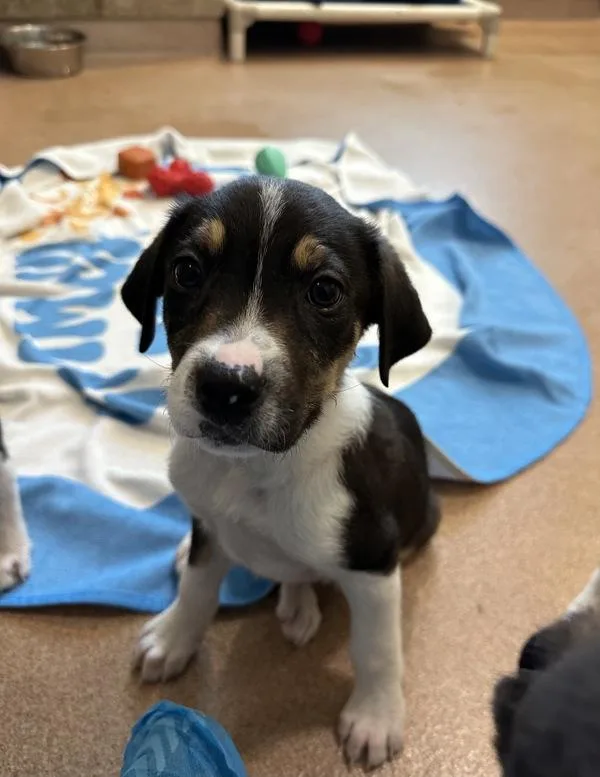 A baby small-sized male Border Collie dog named John Deere for adoption in Santa Rosa, CA