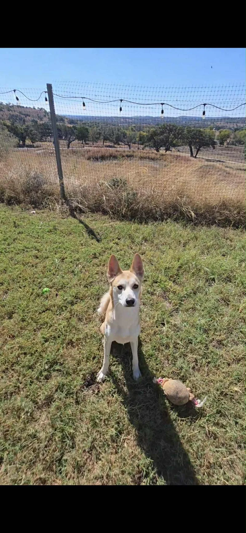 An adult medium-sized male Carolina Dog dog named Arlo for adoption in Bronson, TX