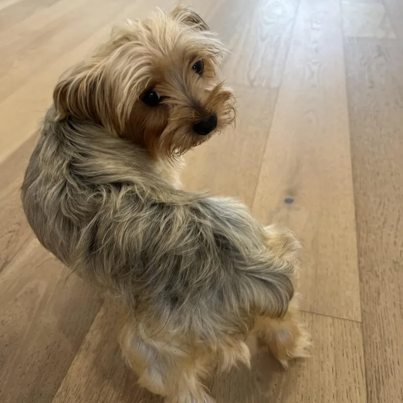 An adult small-sized female Yorkshire Terrier dog named Minnie for adoption in New Orleans, LA
