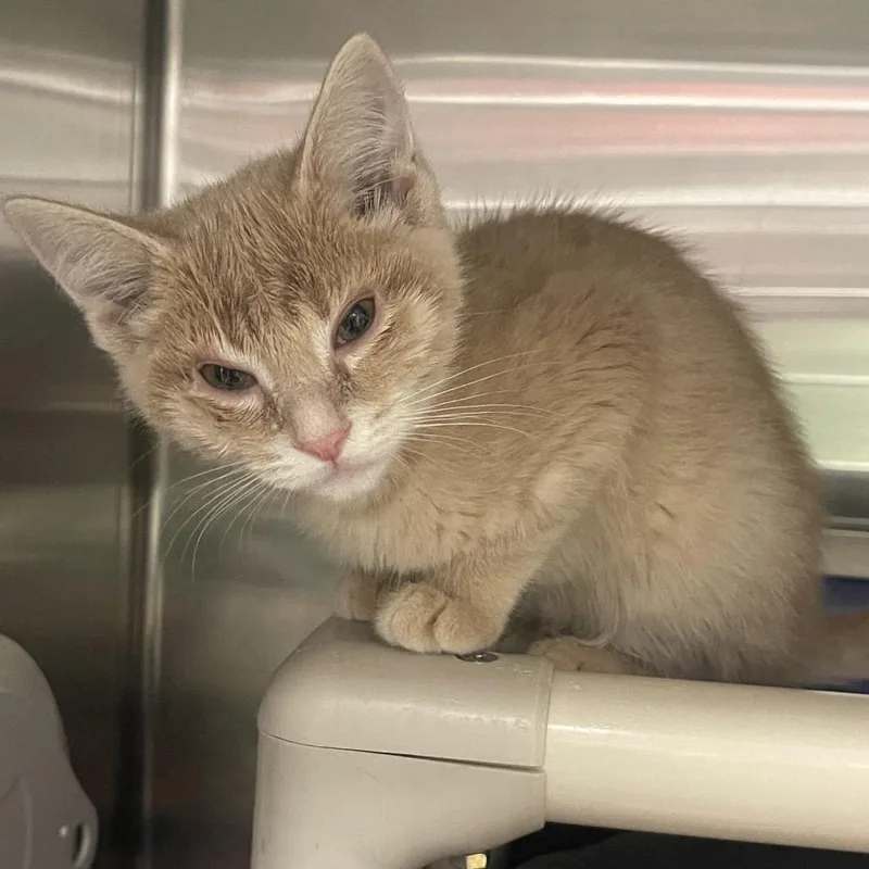 A baby small-sized male Buff / Tan / Fawn Domestic Short Hair cat named Kai for adoption in Mentor, OH