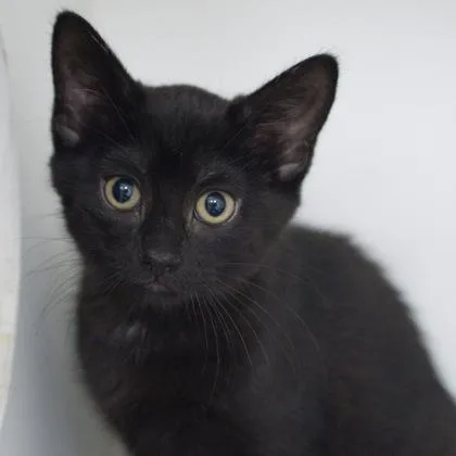 A young medium-sized female Domestic Short Hair cat named Bean for adoption in Verona, WI