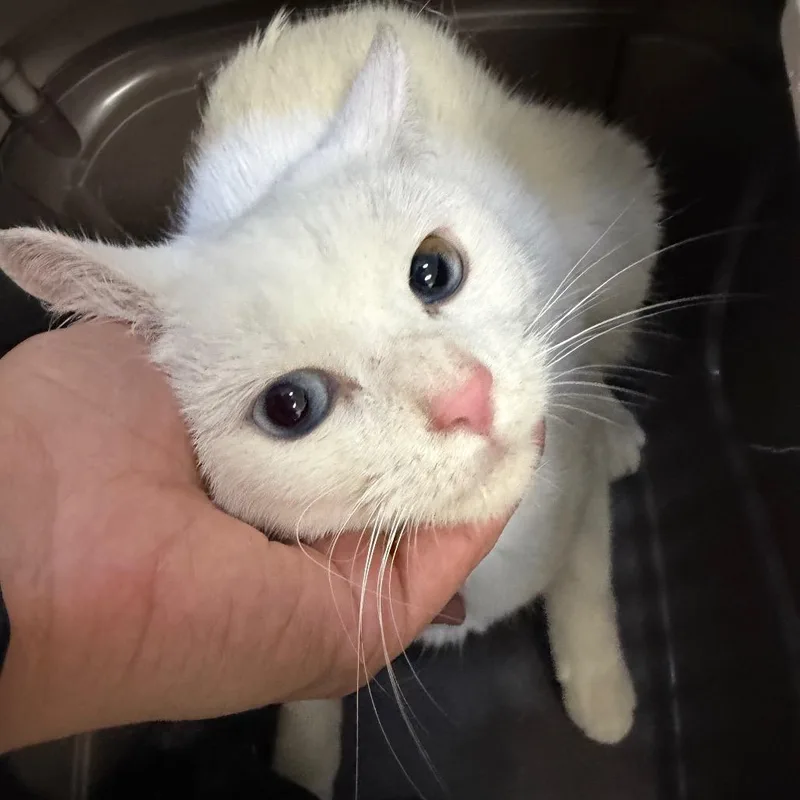 A young medium-sized female White Domestic Short Hair cat named Glacier for adoption in Perkiomenville, PA