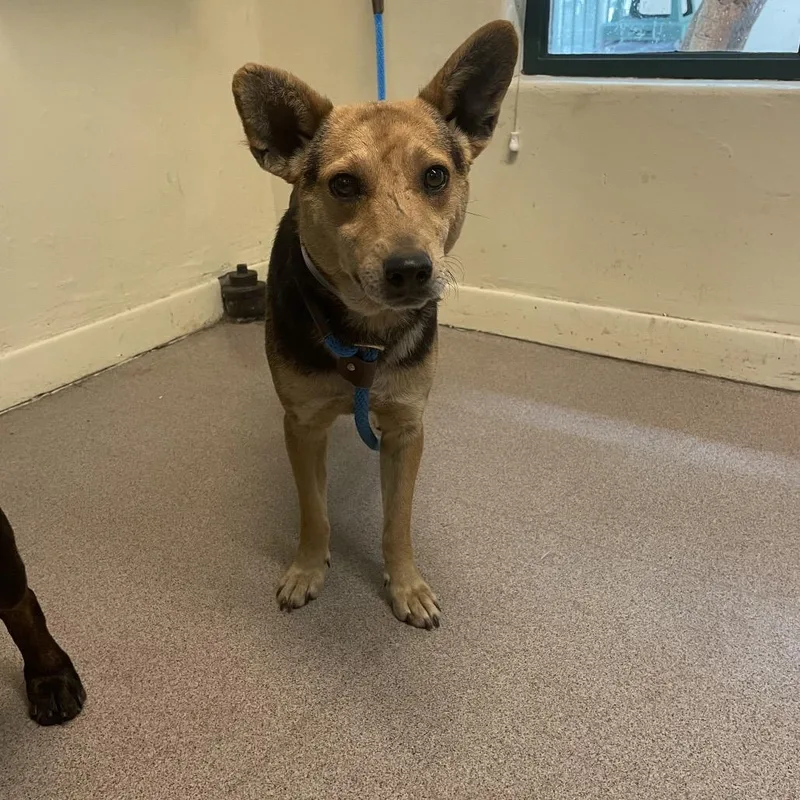 An adult medium-sized male Black German Shepherd Dog dog named Doug for adoption in Pasadena, CA