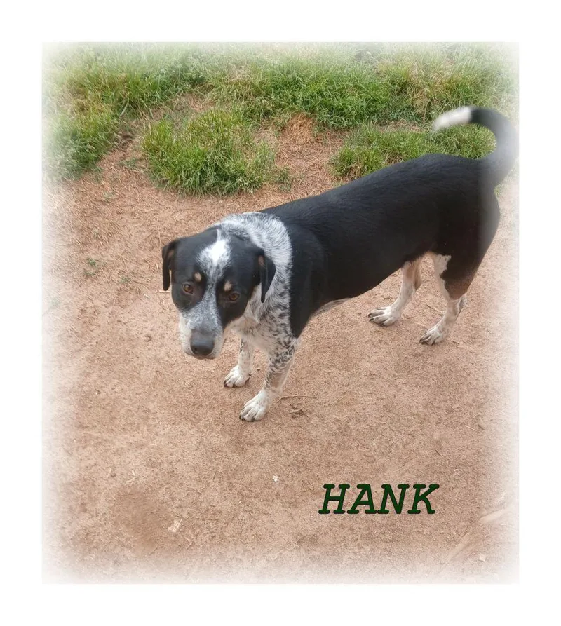 Hank thumbnail 2