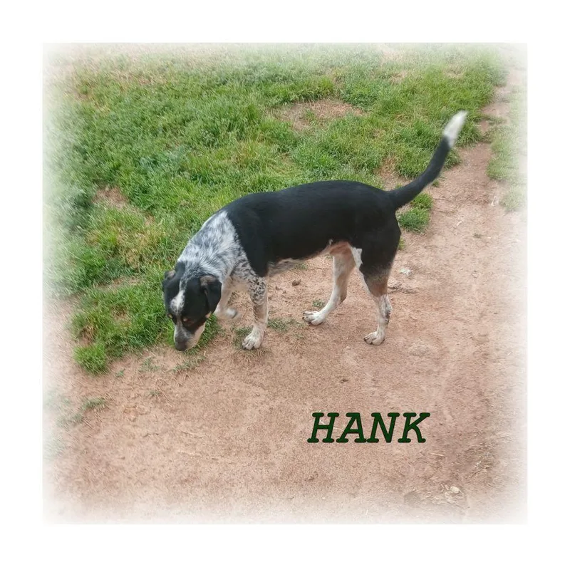 Hank thumbnail 3