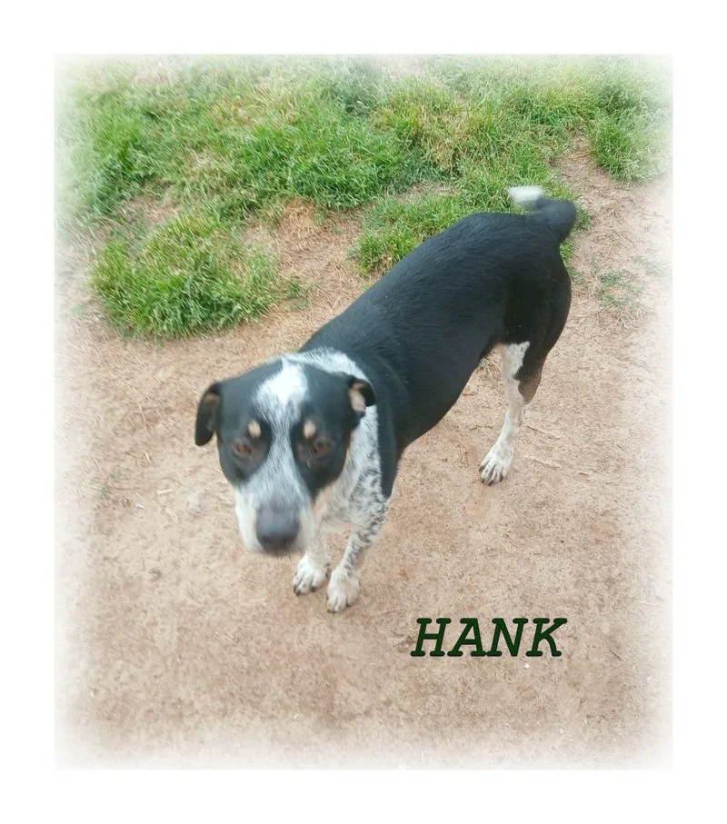 Hank
