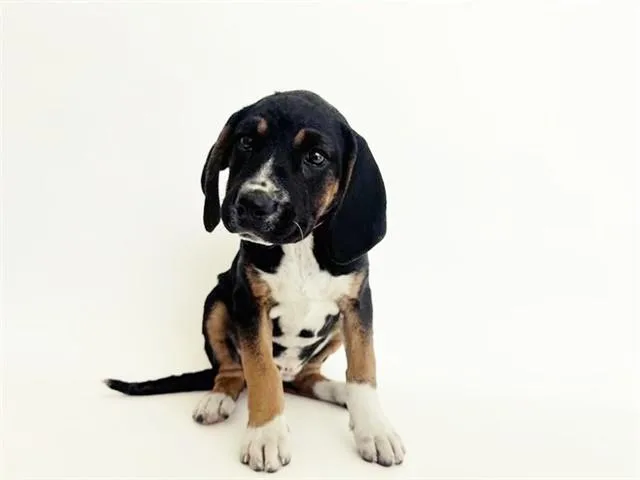 A baby small-sized female Terrier dog named Oliva for adoption in Saint Louis, MO