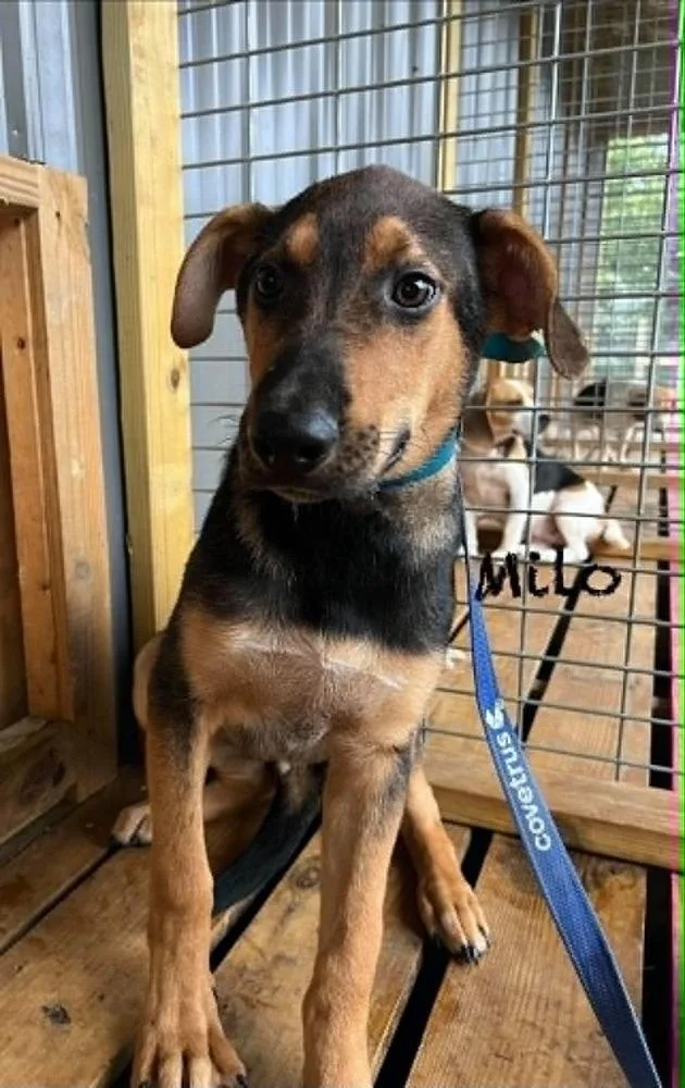 A baby large-sized male German Shepherd Dog dog named Milo Ralph for adoption in Aurora, IN