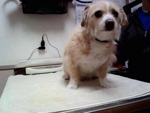 A senior small-sized male Terrier dog named Maxx for adoption in Martinez, CA
