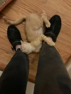A baby medium-sized male Tabby (Orange / Red) Domestic Short Hair cat named Stuart for adoption in North East, MD