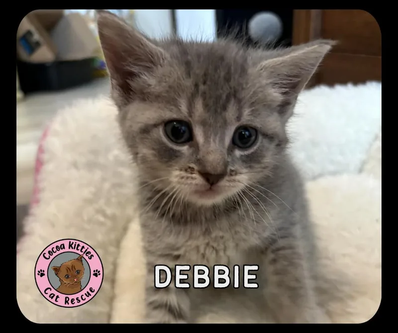 A baby small-sized female Domestic Short Hair cat named Debbie for adoption in Hershey, PA