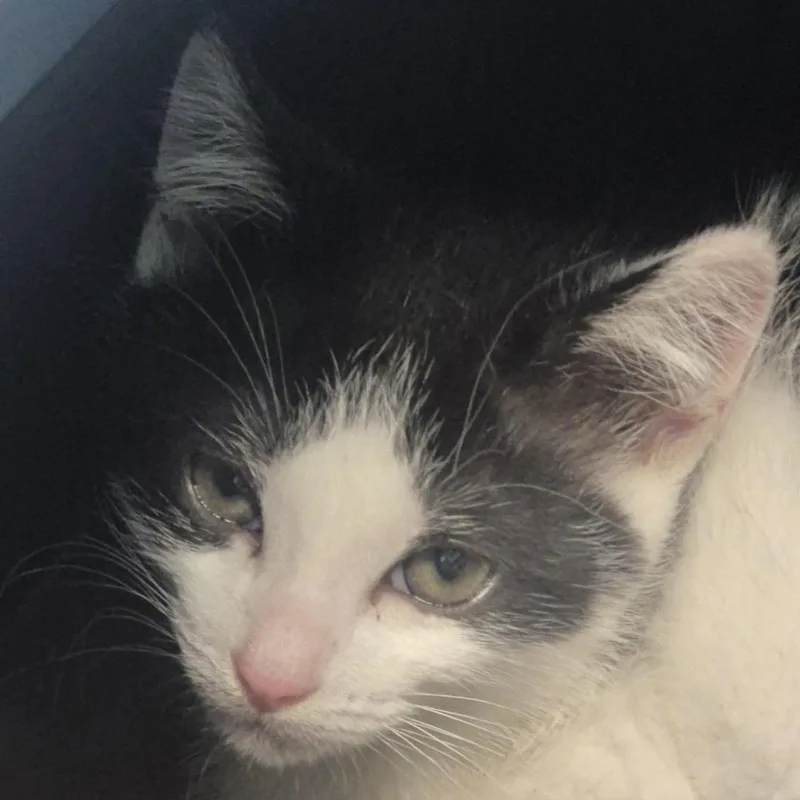 A baby small-sized male Black Domestic Short Hair cat named Mr Pibb for adoption in Tacoma, WA