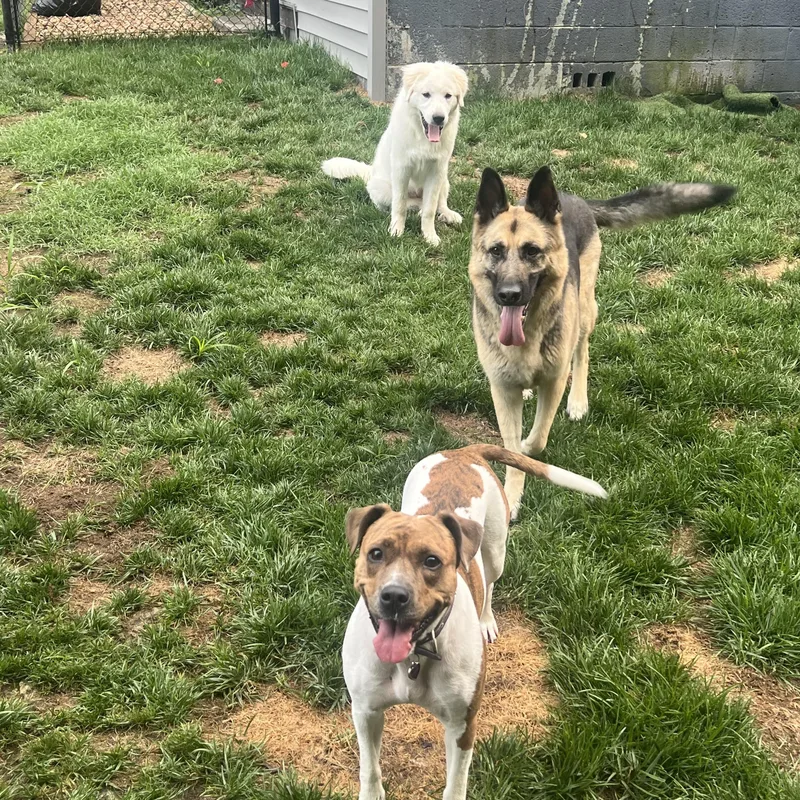 A baby large-sized female Great Pyrenees dog named Heidi for adoption in Richmond, VA