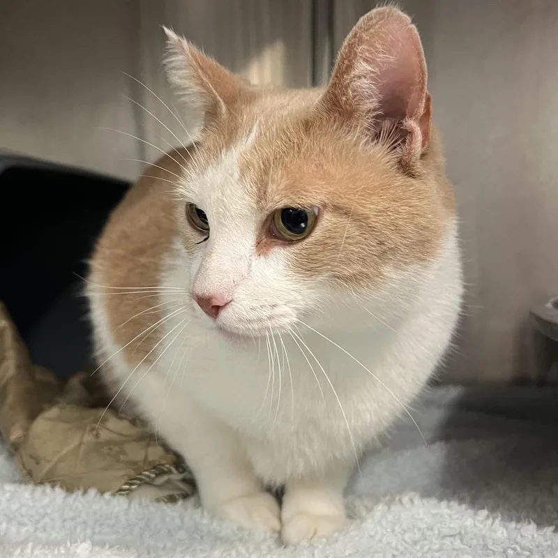 An adult large-sized male Buff / Tan / Fawn Domestic Short Hair cat named Boberto for adoption in Manhattan, KS