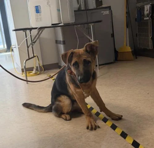 A young large-sized male German Shepherd Dog dog named Bugs for adoption in San Pedro, CA