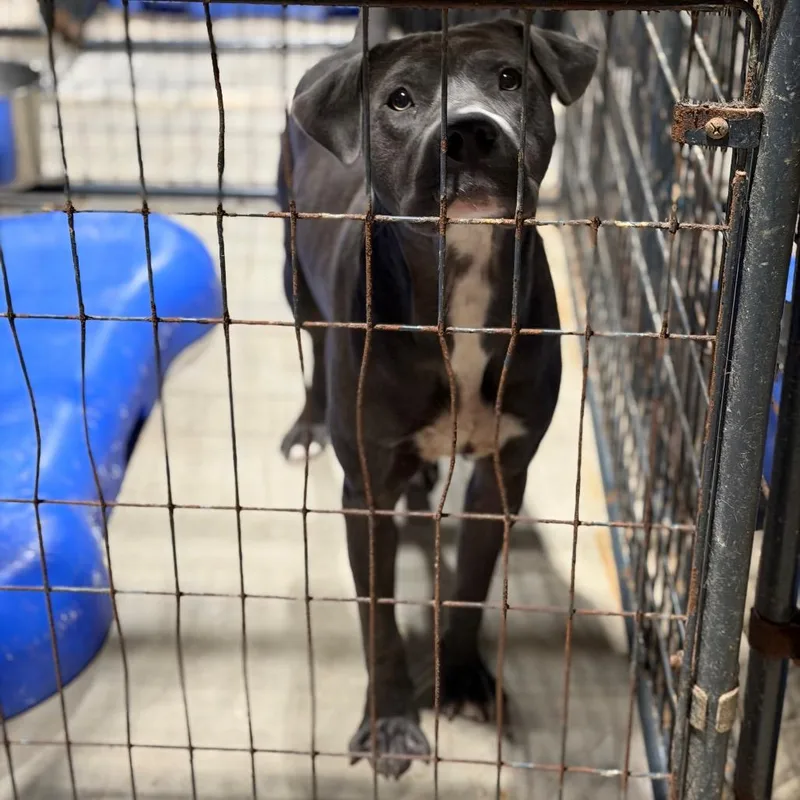 An adult medium-sized male Pit Bull Terrier dog named Kevin for adoption in Fort Smith, AR
