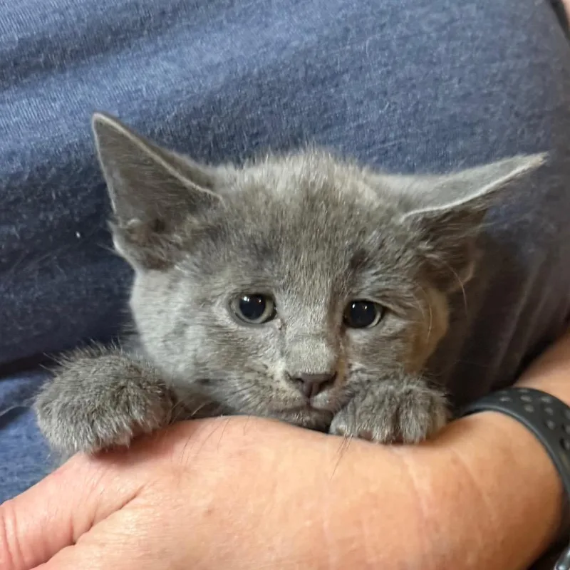 A baby small-sized female Smoke Domestic Short Hair cat named Meowllory for adoption in Midland, TX