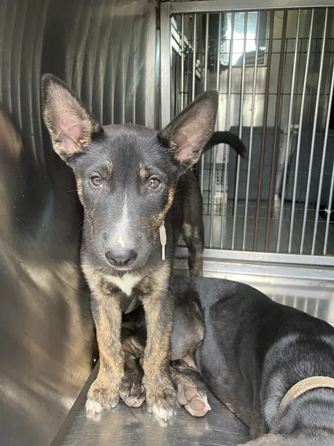 A baby large-sized male Mixed Breed dog named Snowman for adoption in Dallas, TX