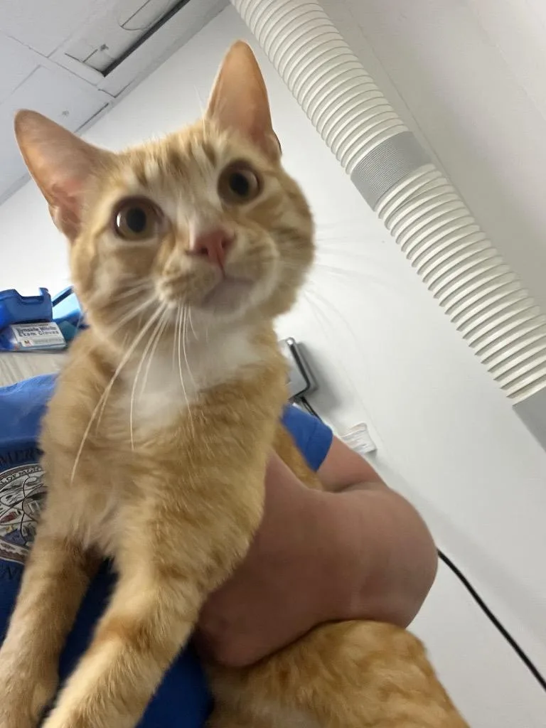 A young medium-sized male Domestic Short Hair cat named Tiger for adoption in Mount Gilead, NC