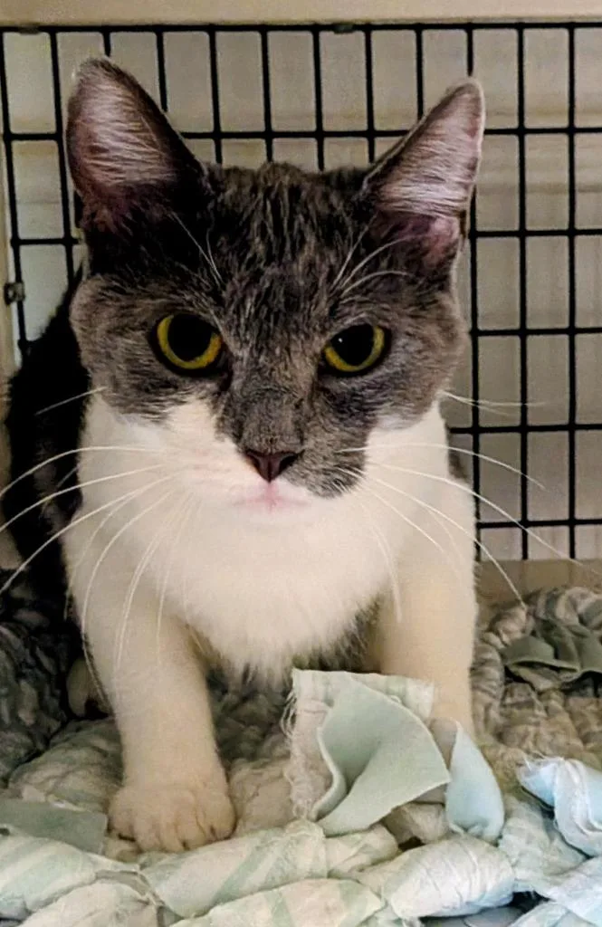 A young small-sized female Domestic Short Hair cat named Sunshine for adoption in St. Augustine, FL