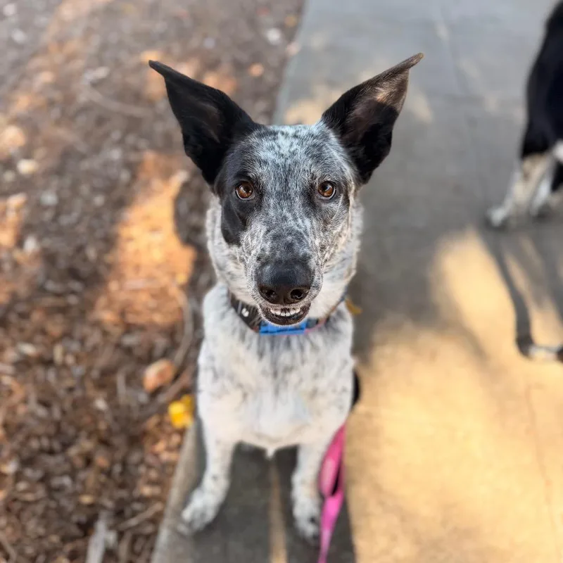 Freckles thumbnail 2