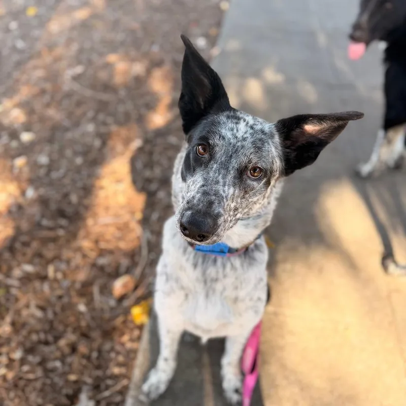 Freckles thumbnail 3