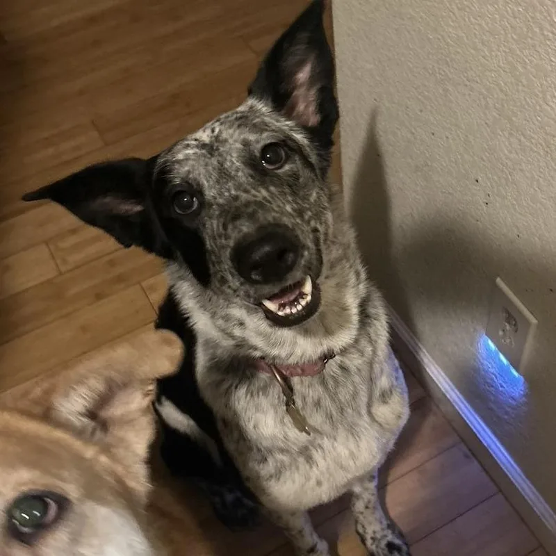 Freckles thumbnail 4