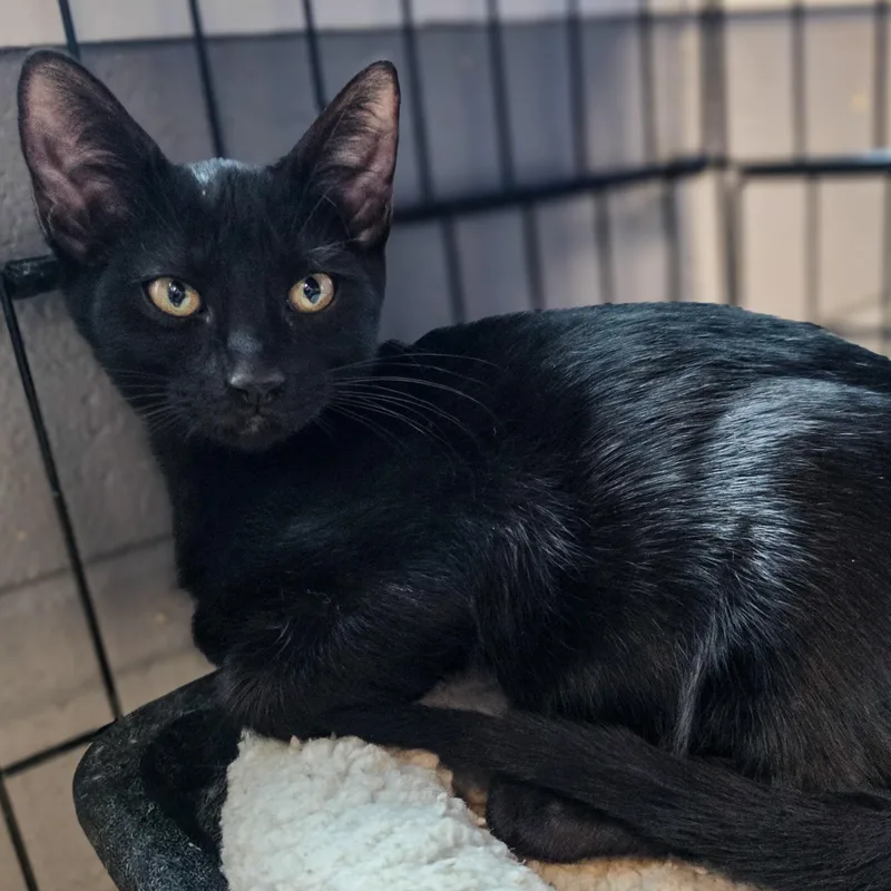A baby medium-sized male Domestic Short Hair cat named Oz for adoption in Gainesville, TX