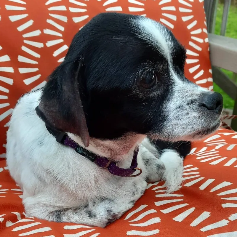 A senior small-sized male White / Cream Terrier dog named Reboot for adoption in Olathe, KS