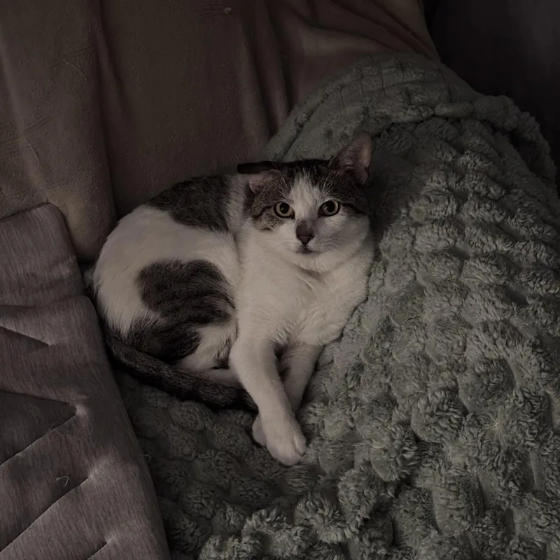 An adult medium-sized male Buff / Tan / Fawn Domestic Short Hair cat named Matthew for adoption in brooklyn, NY
