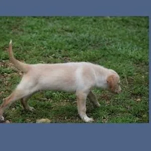 A baby small-sized female Yellow / Tan / Blond / Fawn Australian Shepherd dog named Phish Food for adoption in Jersey City, NJ