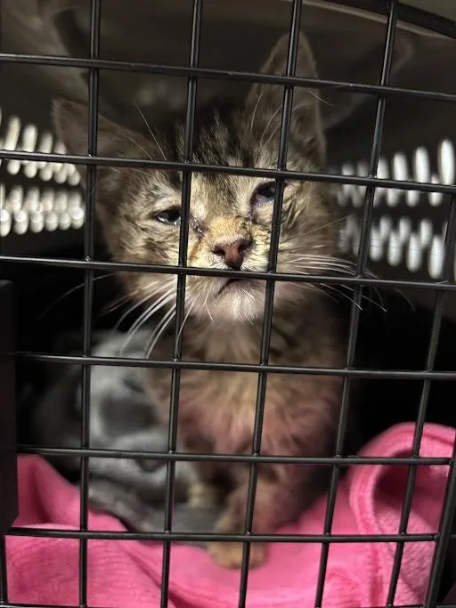 A baby small-sized female Domestic Short Hair cat named Fila for adoption in Las Vegas, NV