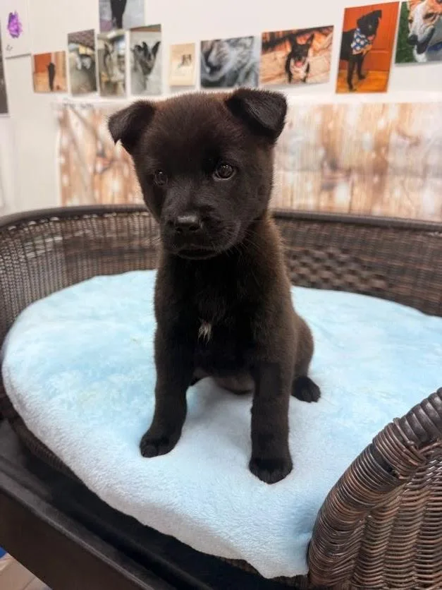 A baby medium-sized female Black Chow Chow dog named Primrose for adoption in Neillsville, WI