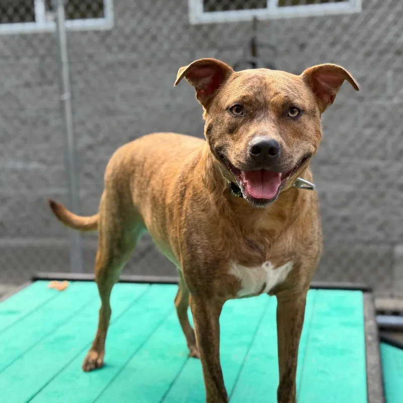 An adult large-sized male Brindle Mixed Breed dog named Hoss for adoption in Charleston, WV