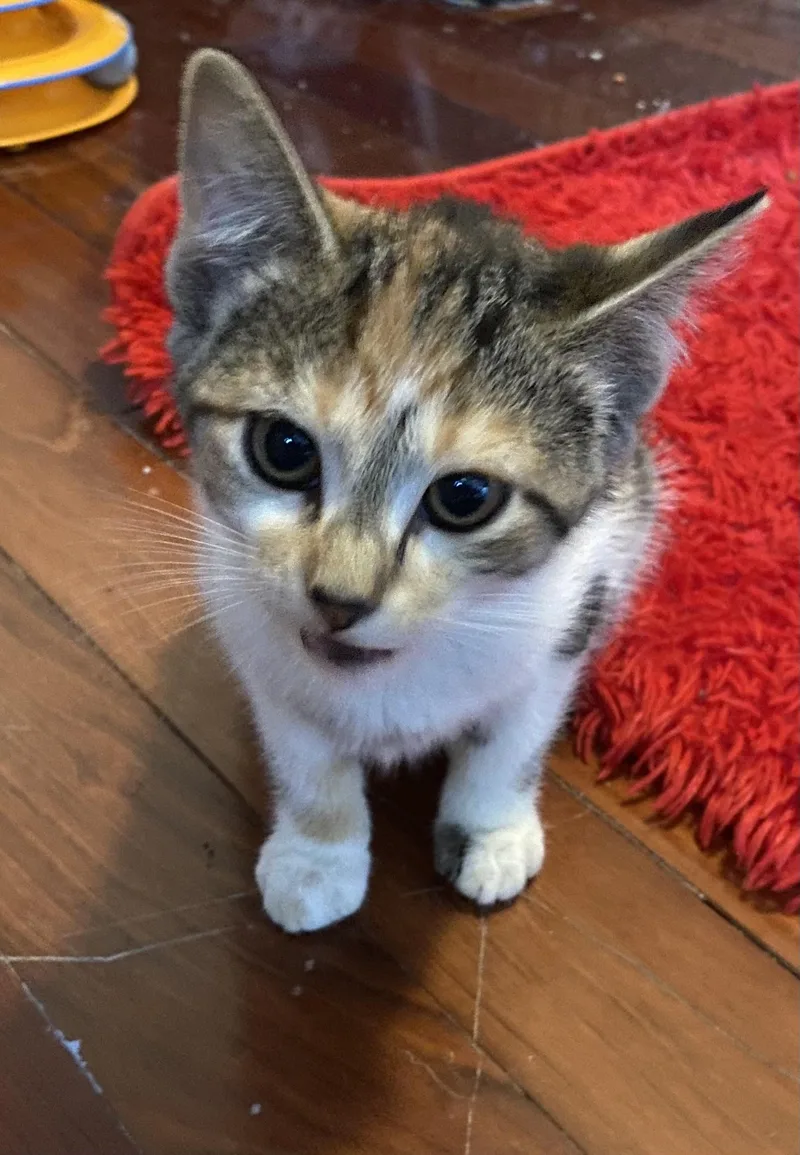 A baby medium-sized female Calico Domestic Short Hair cat named Chipmunk for adoption in Port Washington, WI