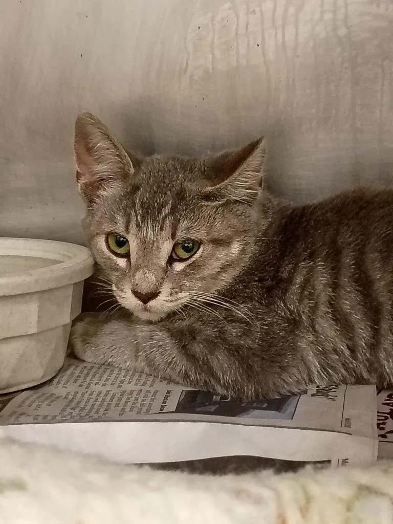 A baby small-sized male Domestic Short Hair cat named Encore for adoption in Angola, IN