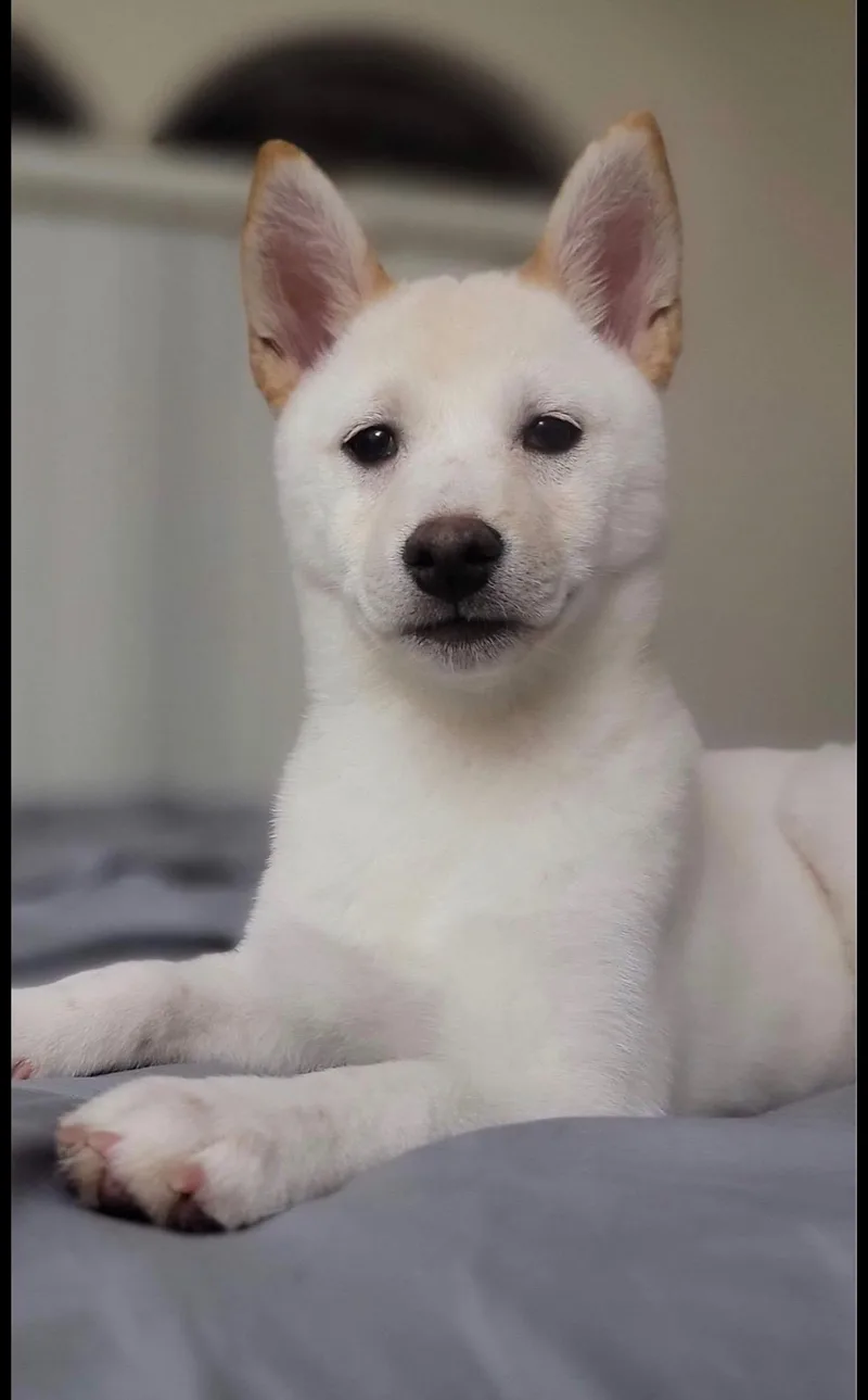 An adult small-sized female Shiba Inu dog named Nezuko for adoption in Plant City, FL