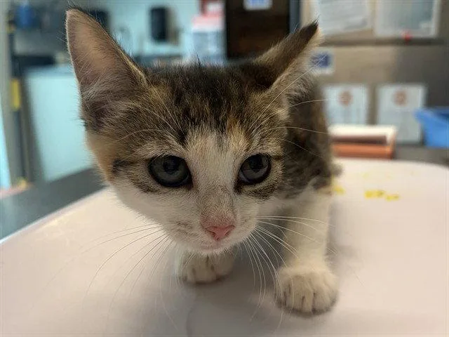 A baby small-sized female Domestic Short Hair cat named Angie for adoption in Tavares, FL